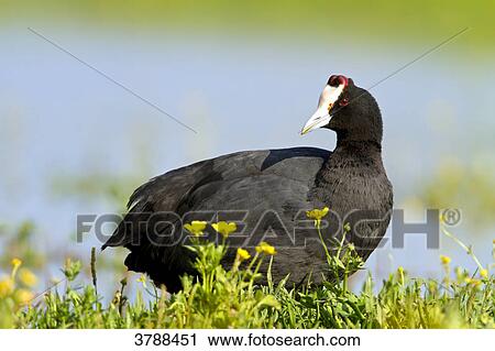 Stock Image - Red-knobbed Coot (Fulica cristata) . Fotosearch