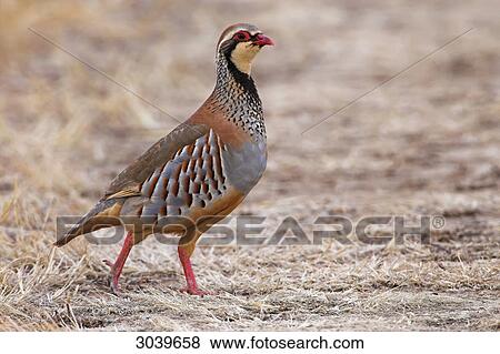 Stock Photo - Red-legged Partridge (Alectoris rufa) going over dried grass, side view . Fotosearch