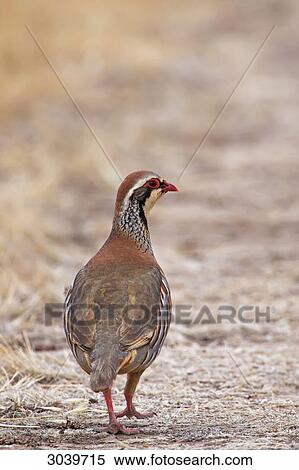 Red-legged Partridge (Alectoris rufa) going over dried grass, rear view View Large Photo Image Stock Photography - Red-legged Partridge (Alectoris rufa) going over dried grass, rear view . Fotosearch