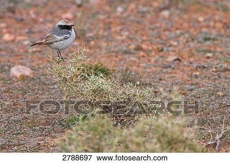 Red-rumped Wheatear (Oenanthe moesta) perching on bush View Large Photo Image Stock Photo - Red-rumped Wheatear (Oenanthe moesta) perching on bush . Fotosearch