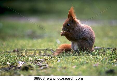 Stock Image - Red squirrel (Sciurus vulgaris) in field . Fotosearch