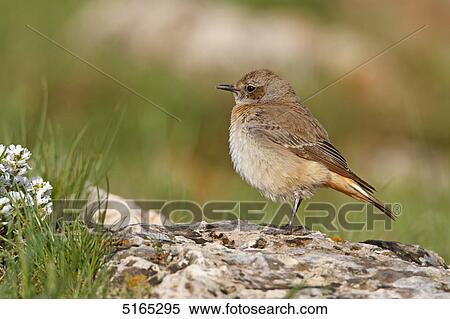 Red-tailed Wheatear, Oenanthe xanthoprymna View Large Photo Image Stock Photography - Red-tailed Wheatear, Oenanthe xanthoprymna . Fotosearch