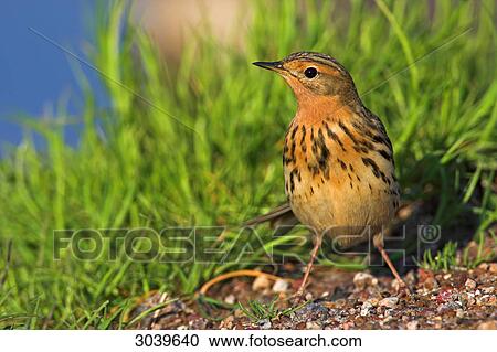 Stock Image - Red-throated Pipit (Anthus cervinus) sitting in front of grass polster, close-up . Fotosearch