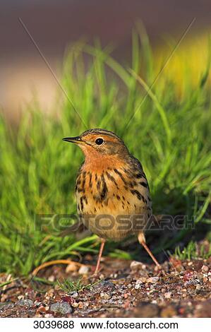 Red-throated Pipit (Anthus cervinus) sitting in front of grass polster, close-up View Large Photo Image Stock Photo - Red-throated Pipit (Anthus cervinus) sitting in front of grass polster, close-up . Fotosearch
