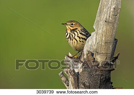 Red-throated Pipit (Anthus cervinus) sitting on wooden stake, side view View Large Photo Image Stock Photo - Red-throated Pipit (Anthus cervinus) sitting on wooden stake, side view . Fotosearch