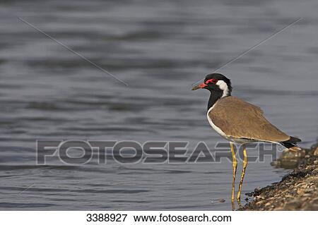 Red-wattled Lapwing (Vanellus indicus) standing on the waterfront, side view View Large Photo Image Stock Photo - Red-wattled Lapwing (Vanellus indicus) standing on the waterfront, side view . Fotosearch