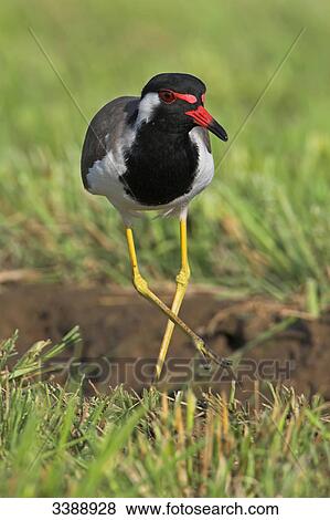 Red-wattled Lapwing (Vanellus indicus) standing on grass View Large Photo Image Stock Photo - Red-wattled Lapwing (Vanellus indicus) standing on grass . Fotosearch