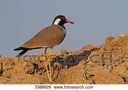 Stock Photograph - Red-wattled Lapwing (Vanellus indicus), side view . Fotosearch