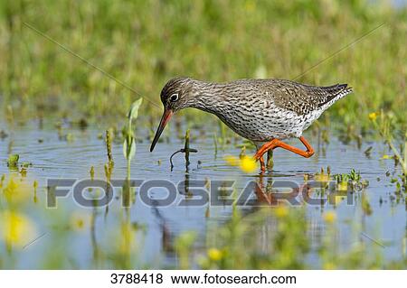 Redshank (Tringa totanus) wading in water View Large Photo Image Stock Photo - Redshank (Tringa totanus) wading in water . Fotosearch