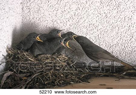 Redstart (Phoenicurus phoenicurus) feeding its chicks in nest View Large Photo Image Stock Image - Redstart (Phoenicurus phoenicurus) feeding its chicks in nest . Fotosearch