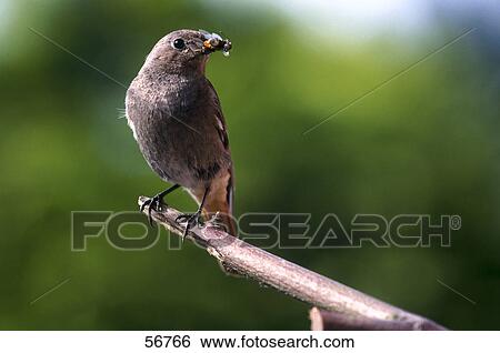 Redstart (Phoenicurus phoenicurus) perching on branch with prey in its beak View Large Photo Image Stock Photograph - Redstart (Phoenicurus phoenicurus) perching on branch with prey in its beak . Fotosearch