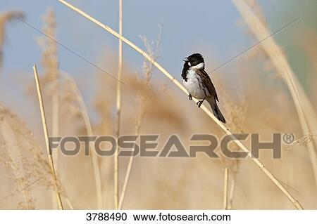 Reed Bunting (Emberiza schoeniclus) perching on stalk View Large Photo Image Stock Image - Reed Bunting (Emberiza schoeniclus) perching on stalk . Fotosearch