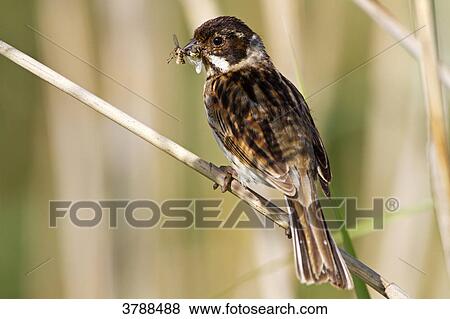 Reed Bunting (Emberiza schoeniclus) with prey on stalk View Large Photo Image Stock Photo - Reed Bunting (Emberiza schoeniclus) with prey on stalk . Fotosearch