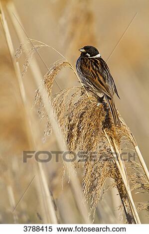 Reed Bunting (Emberiza schoeniclus) perching on stalk View Large Photo Image Stock Photography - Reed Bunting (Emberiza schoeniclus) perching on stalk . Fotosearch