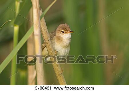 Reed Warbler (Acrocephalus scirpaceus) perching on stalk View Large Photo Image Stock Image - Reed Warbler (Acrocephalus scirpaceus) perching on stalk . Fotosearch
