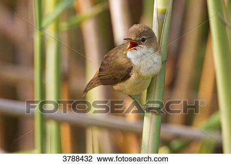 Reed Warbler (Acrocephalus scirpaceus) perching on stalk View Large Photo Image Stock Image - Reed Warbler (Acrocephalus scirpaceus) perching on stalk . Fotosearch
