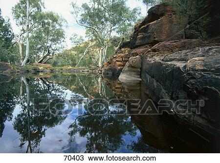Reflection of trees in water, Kings Canyon, Watarrka National Park, Northern Territory, Australia View Large Photo Image Stock Image - Reflection of trees in water, Kings Canyon, Watarrka National Park, Northern Territory, Australia . Fotosearch