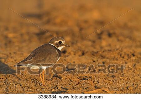 Ringed Plover (Charadrius hiaticula), side view View Large Photo Image Picture - Ringed Plover (Charadrius hiaticula), side view . Fotosearch