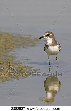 Ringed Plover (Charadrius hiaticula) standing in shallow water View Large Photo Image Stock Photo - Ringed Plover (Charadrius hiaticula) standing in shallow water . Fotosearch
