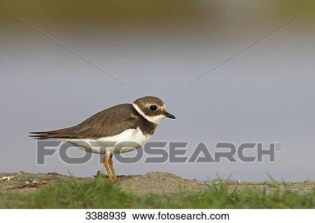 Stock Photo - Ringed Plover (Charadrius hiaticula), side view . Fotosearch
