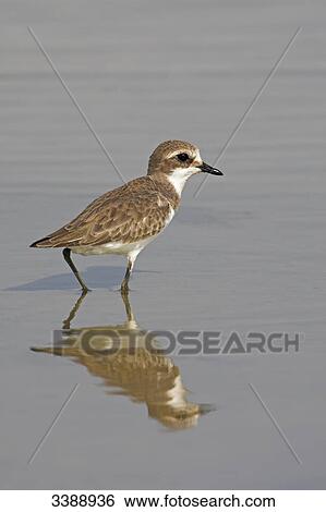 Ringed Plover (Charadrius hiaticula) standing in shallow water, side view View Large Photo Image Stock Photograph - Ringed Plover (Charadrius hiaticula) standing in shallow water, side view . Fotosearch