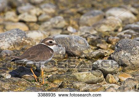 Ringed Plover (Charadrius hiaticula) standing on stones, side view View Large Photo Image Stock Photography - Ringed Plover (Charadrius hiaticula) standing on stones, side view . Fotosearch