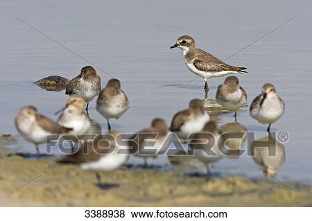 Stock Photo - Ringed Plovers (Charadrius hiaticula) and Dunlins (Calidris alpina) on the waterfront . Fotosearch