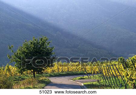 Road passing through vineyard, German Wine Route, Germany View Large Photo Image Stock Image - Road passing through vineyard, German Wine Route, Germany . Fotosearch