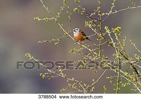 Rock Bunting (Emberiza cia) perching on branch View Large Photo Image Picture - Rock Bunting (Emberiza cia) perching on branch . Fotosearch