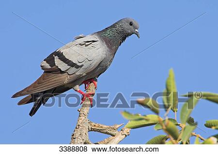 Stock Photo - Rock Dove (Columba livia) perching on a twig, low angle view . Fotosearch