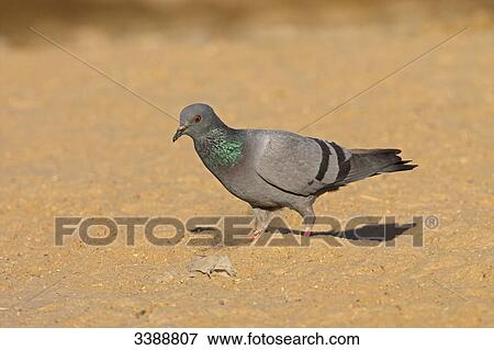Rock Dove (Columba livia) walking on the ground, side view View Large Photo Image Stock Photo - Rock Dove (Columba livia) walking on the ground, side view . Fotosearch