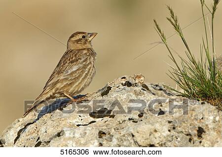 Rock Sparrow, Petronia petronia View Large Photo Image Stock Photograph - Rock Sparrow, Petronia petronia . Fotosearch