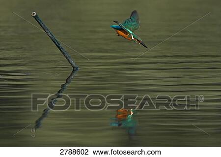 Roller bird flying over lake View Large Photo Image Stock Image - Roller bird flying over lake . Fotosearch