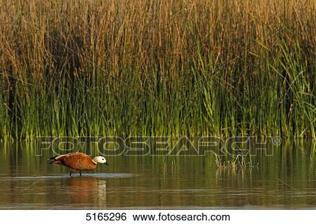 Ruddy Shelduck, Tadorna ferruginea View Large Photo Image Stock Photograph - Ruddy Shelduck, Tadorna ferruginea . Fotosearch