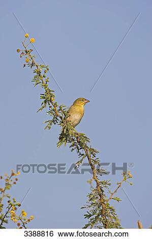 Stock Photograph - Rueppell's Weaver (Ploceus galbula) perching on a twig, low angle view . Fotosearch
