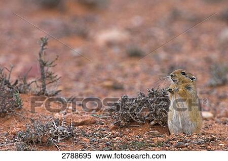 Stock Photography - Sand Rat (Psammomys obesus) in desert . Fotosearch