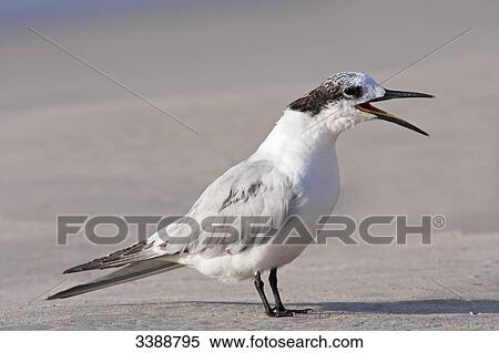 Stock Photography - Sandwich Tern (Sterna sandvicensis) on a beach, side view . Fotosearch