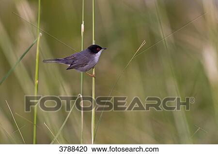 Stock Image - Sardinian Warbler (Sylvia melanocephala) perching on stalk . Fotosearch