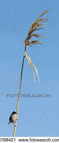 Sardinian Warbler (Sylvia melanocephala) perching on stalk View Large Photo Image Stock Image - Sardinian Warbler (Sylvia melanocephala) perching on stalk . Fotosearch