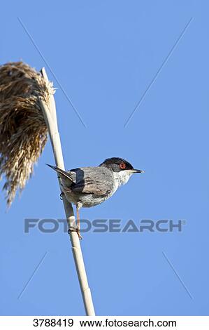 Sardinian Warbler (Sylvia melanocephala) perching on stalk View Large Photo Image Stock Photo - Sardinian Warbler (Sylvia melanocephala) perching on stalk . Fotosearch