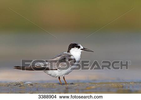 Saunders's Tern (Sterna saundersi) standing in mud, side view View Large Photo Image Picture - Saunders's Tern (Sterna saundersi) standing in mud, side view . Fotosearch