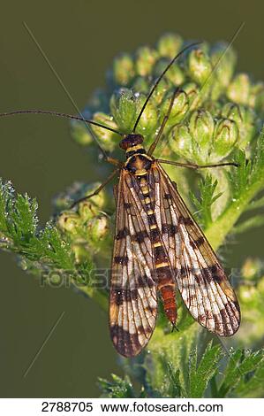 scorpion fly, panorpa spec, close-up View Large Photo Image Stock Photography - scorpion fly, panorpa spec, close-up . Fotosearch