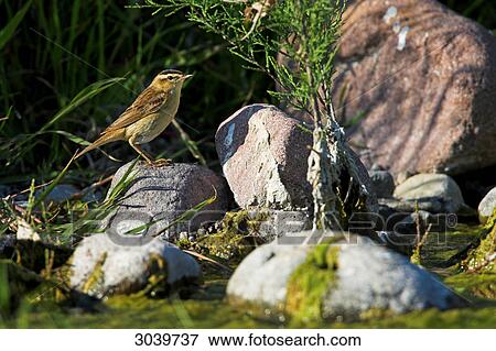 Stock Photo - Sedge Warbler (Acrocephalus schoenobaenus) sitting on stone near to the waterfront, side view . Fotosearch