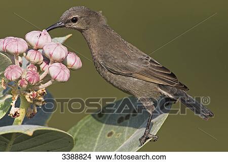 Shining Sunbird (Nectarinia habessinica) sitting on a leaf of a blooming shrub, close-up View Large Photo Image Picture - Shining Sunbird (Nectarinia habessinica) sitting on a leaf of a blooming shrub, close-up . Fotosearch