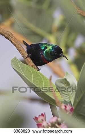 Shining Sunbird (Nectarinia habessinica) sitting on a twig View Large Photo Image Stock Image - Shining Sunbird (Nectarinia habessinica) sitting on a twig . Fotosearch