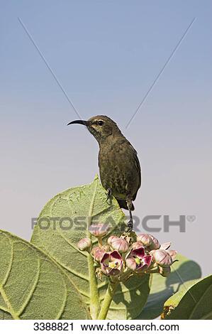 Stock Image - Shining Sunbird (Nectarinia habessinica) sitting on a leaf of a blooming shrub, close-up . Fotosearch