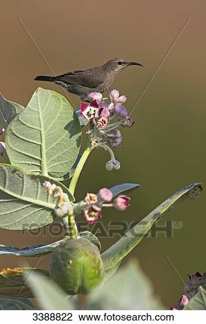 Shining Sunbird (Nectarinia habessinica) sitting on blossom View Large Photo Image Stock Image - Shining Sunbird (Nectarinia habessinica) sitting on blossom . Fotosearch