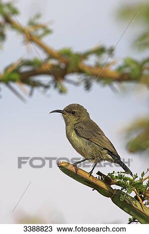 Shining Sunbird (Nectarinia habessinica) sitting on a twig, low angle view View Large Photo Image Stock Image - Shining Sunbird (Nectarinia habessinica) sitting on a twig, low angle view . Fotosearch