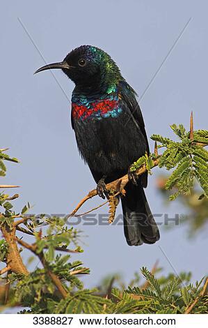 Shining Sunbird (Nectarinia habessinica) sitting on a twig, low angle view View Large Photo Image Stock Photo - Shining Sunbird (Nectarinia habessinica) sitting on a twig, low angle view . Fotosearch