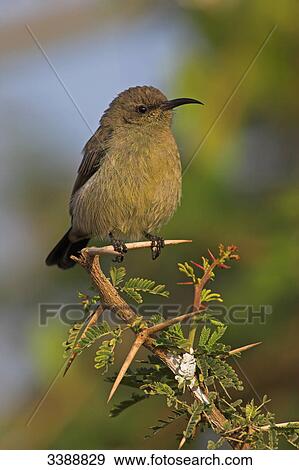 Shining Sunbird (Nectarinia habessinica) sitting on a twig, close-up View Large Photo Image Stock Photo - Shining Sunbird (Nectarinia habessinica) sitting on a twig, close-up . Fotosearch